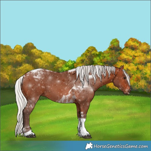 Horse Color:Silver Brown Tobiano 