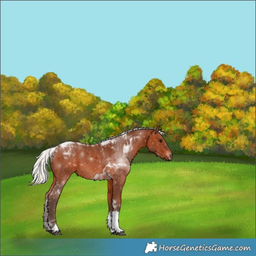 Horse Color:Silver Brown Tobiano 