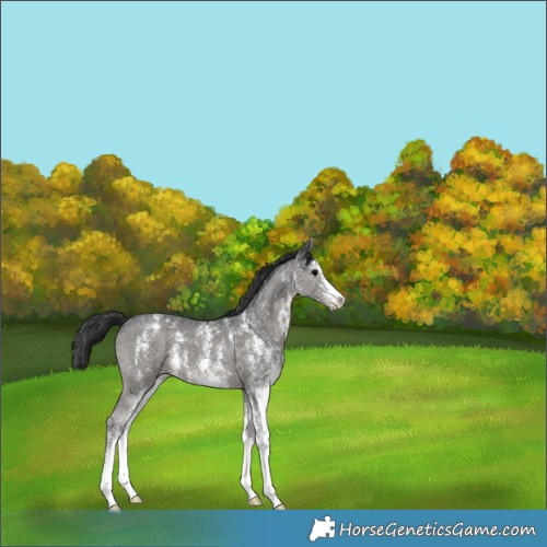 Horse Color:Black Sabino Appaloosa 