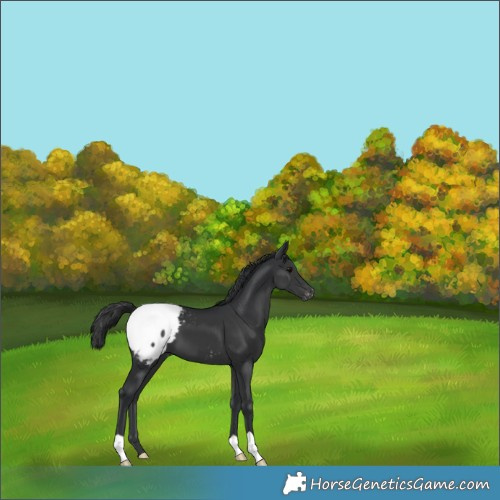 Horse Color:Black Mushroom Appaloosa 