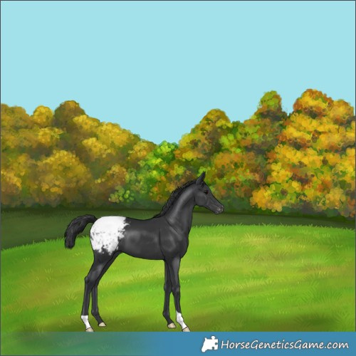 Horse Color:Black Appaloosa 