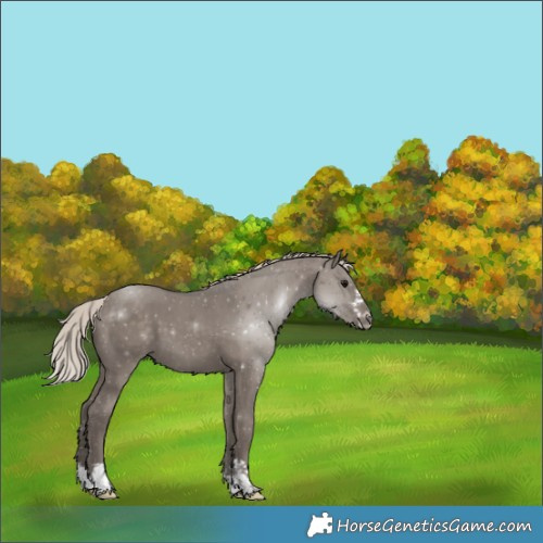 Horse Color:Silver Grullo 