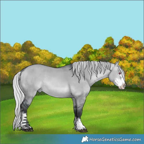 Horse Color:Silver Brown Chinchilla Dun Sabino Rabicano 