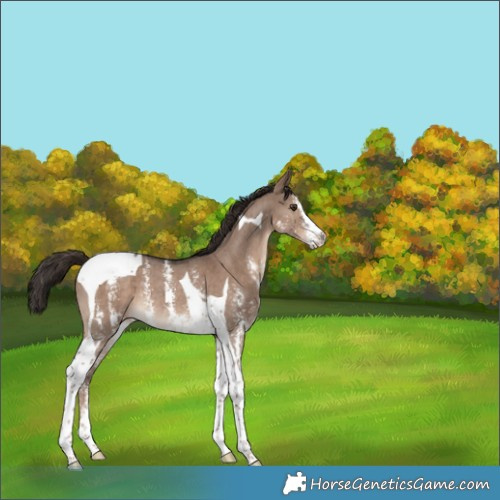 Horse Color:Liver Red Dun Sabino Tobiano Rabicano 