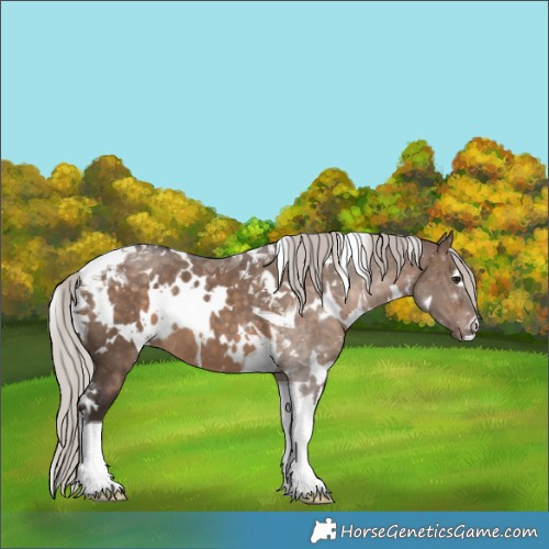 Horse Color:White Spotted Silver Brown Dun Tobiano 