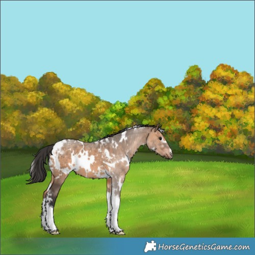 Horse Color:White Spotted Brown Dun Tobiano 