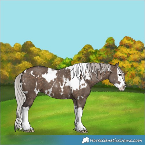 Horse Color:White Spotted Silver Brown Dun Splash 