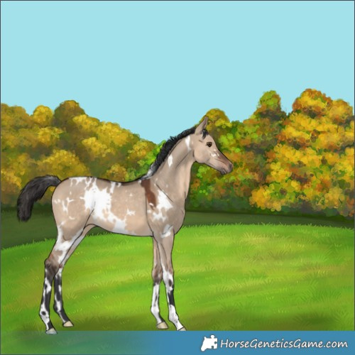 Horse Color:White Spotted Brown Dun 