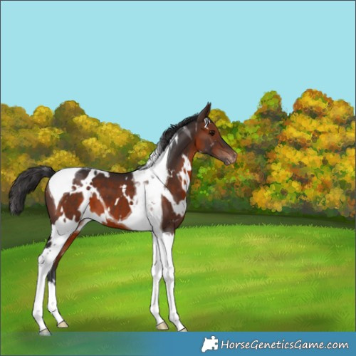 Horse Color:White Spotted Brown Tobiano Appaloosa 