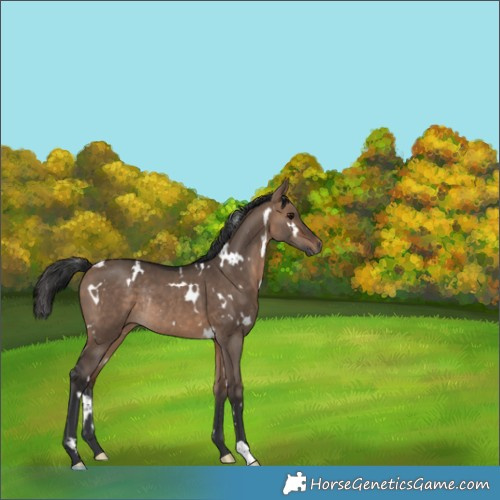 Horse Color:White Spotted Brown Dun Rabicano 