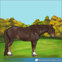 Horse Color:Liver Chestnut 