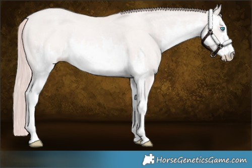 Horse Color:White Spotted Perlino 