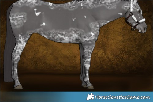 Horse Color:White Spotted Smoky Black Ice 