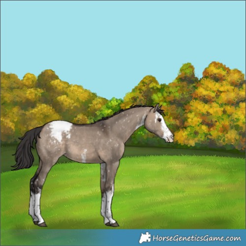 Horse Color:White Spotted Brown Dun Appaloosa