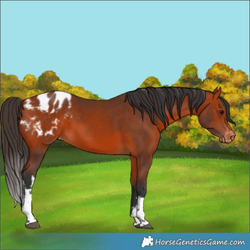 Horse Color:White Spotted Bay Appaloosa 