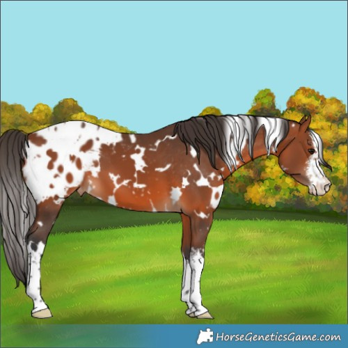 Horse Color:White Spotted Bay Appaloosa 