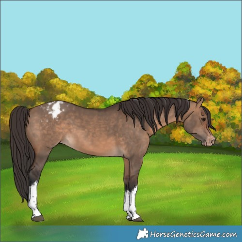 Horse Color:White Spotted Bay Dun Appaloosa
