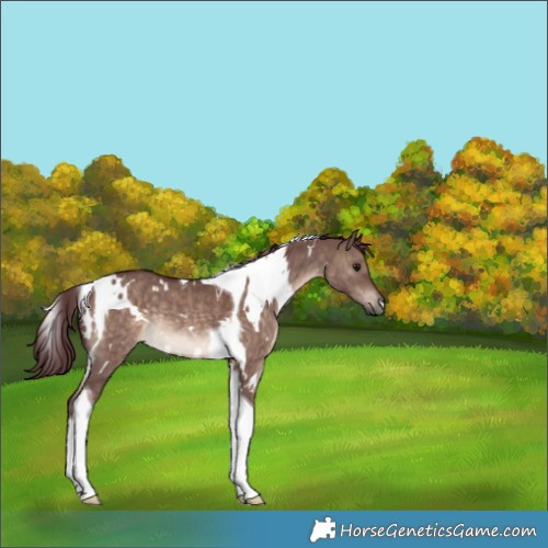Horse Color:White Spotted Chocolate Brown Dun Tobiano Rabicano 
