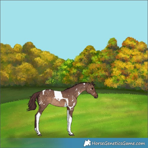 Horse Color:White Spotted Chocolate Brown Dun Tobiano Rabicano 