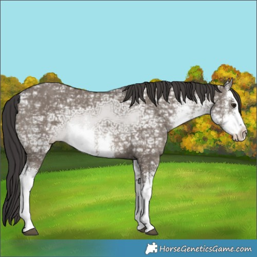 Horse Color:White Spotted Smoky Grullo Ice Rabicano Brindle 