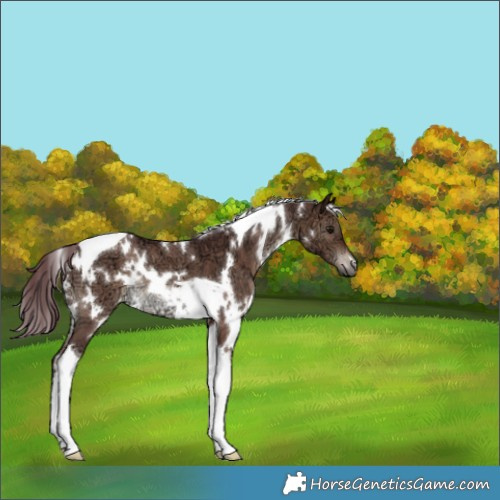 Horse Color:White Spotted Chocolate Brown Ice Dun Tobiano Rabicano 
