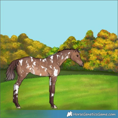 Horse Color:White Spotted Chocolate Brown Dun Rabicano 