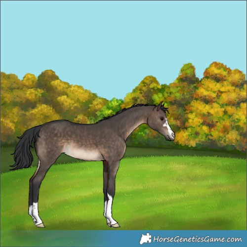 Horse Color:Brown Dun 