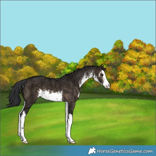 Horse Color:White Spotted Brown Ice Dun Rabicano 