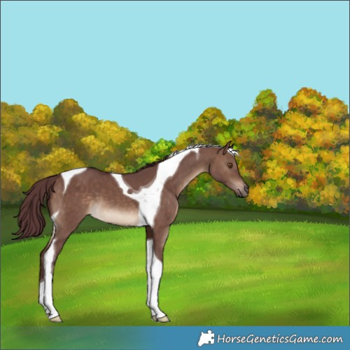 Horse Color:Chocolate Brown Dun Tobiano 