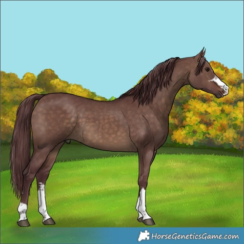 Horse Color:Chocolate Brown Dun Rabicano 