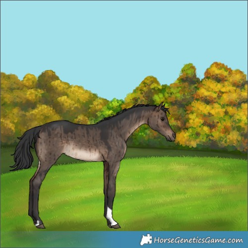 Horse Color:Brown Dun Tobiano Rabicano Brindle 