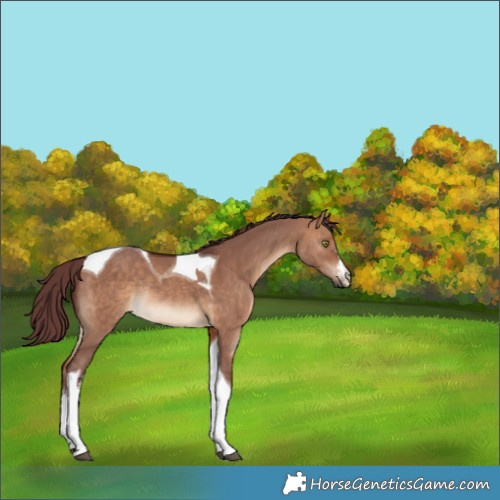 Horse Color:White Spotted Chocolate Bay Dun Tobiano Rabicano 