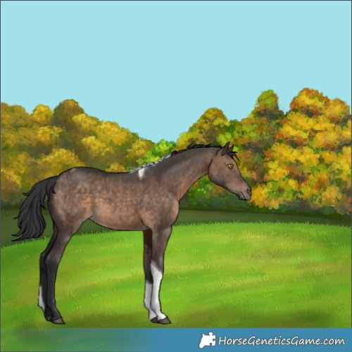Horse Color:Brown Dun Tobiano Rabicano 