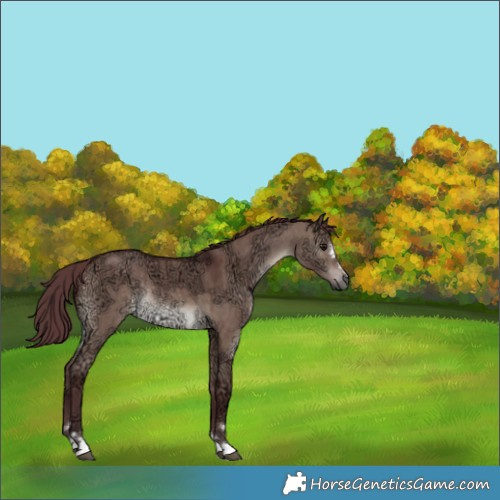 Horse Color:Chocolate Brown Ice Dun Rabicano Brindle 