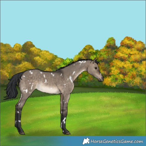 Horse Color:White Spotted Brown Dun Rabicano 