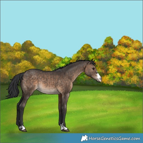 Horse Color:Brown Dun Rabicano Brindle 