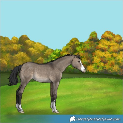 Horse Color:Brown Dun Rabicano 