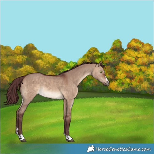 Horse Color:Chocolate Brown Dun Rabicano 