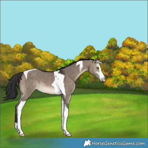 Horse Color:Brown Dun Sabino Tobiano 