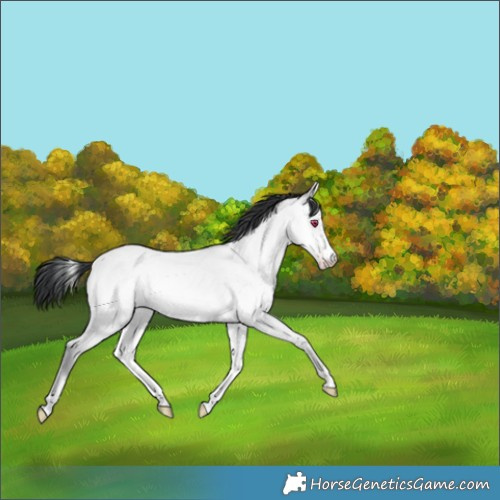 Horse Color:Amber Champagne Chinchilla Onyx 