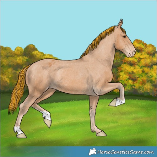 Horse Color:Painted Chestnut Appaloosa Rabicano 