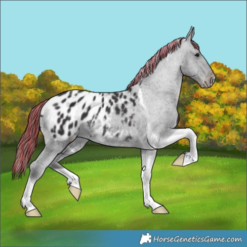 Horse Color:Painted Smoky Black Tobiano Appaloosa Rabicano 