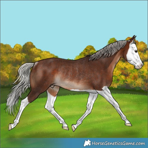 Horse Color:Silver Brown Splash Rabicano 