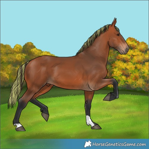 Horse Color:Painted Bay 
