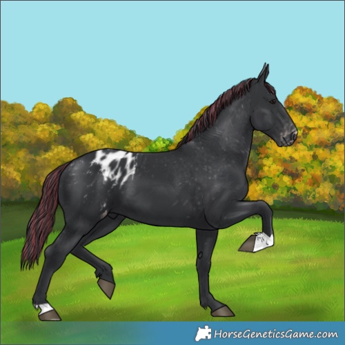 Horse Color:Painted Black Appaloosa 