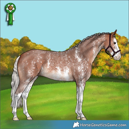 Horse Color:Silver Brown Sabino Splash 