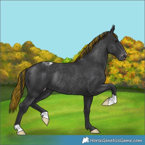 Horse Color:Painted Black Appaloosa Rabicano 
