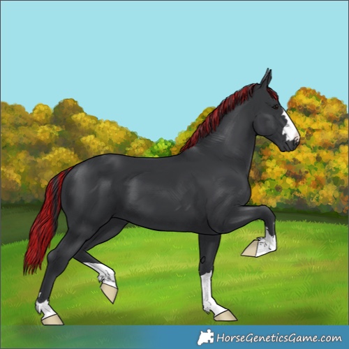 Horse Color:Painted Black 