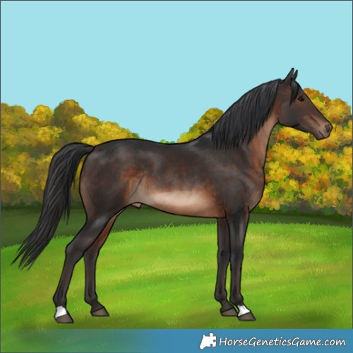 Horse Color:Brown Rabicano 