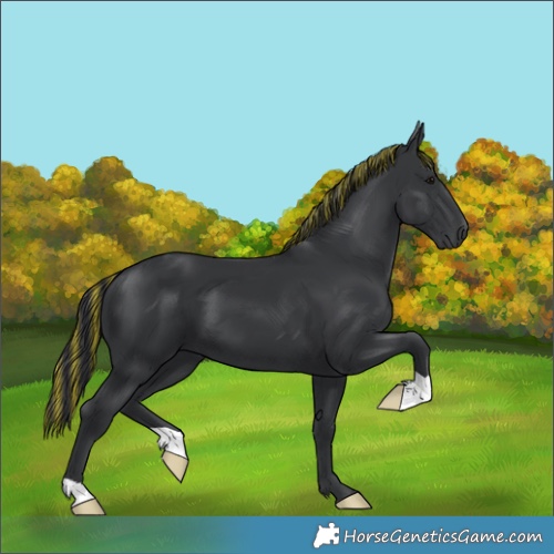 Horse Color:Painted Black 